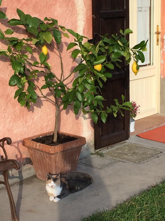Agriturismo Il Pettirosso Konuk evi Forlì Dış mekan fotoğraf