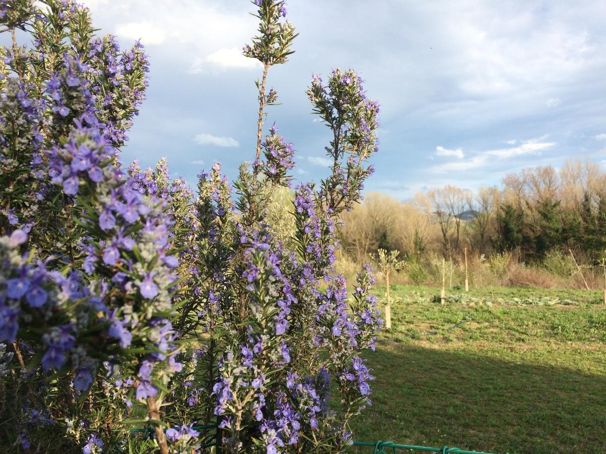 Agriturismo Il Pettirosso Konuk evi Forlì Dış mekan fotoğraf